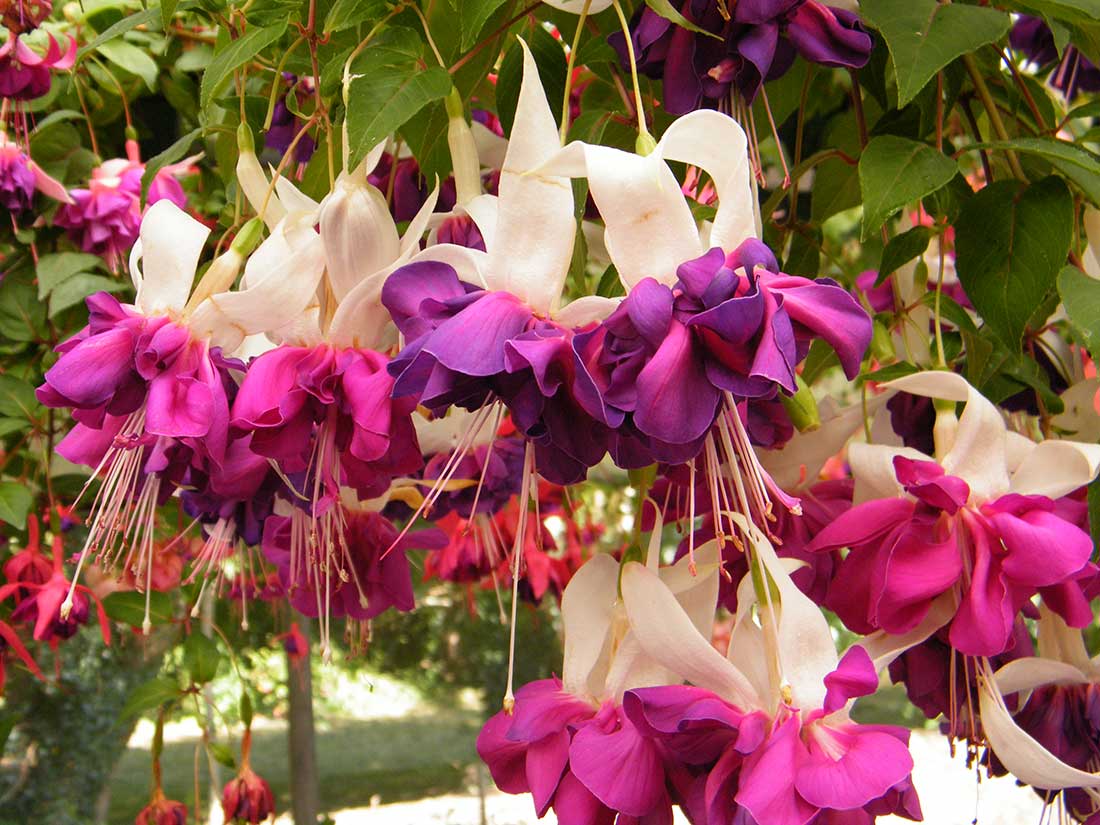 Delhommeau (Fuchsia)