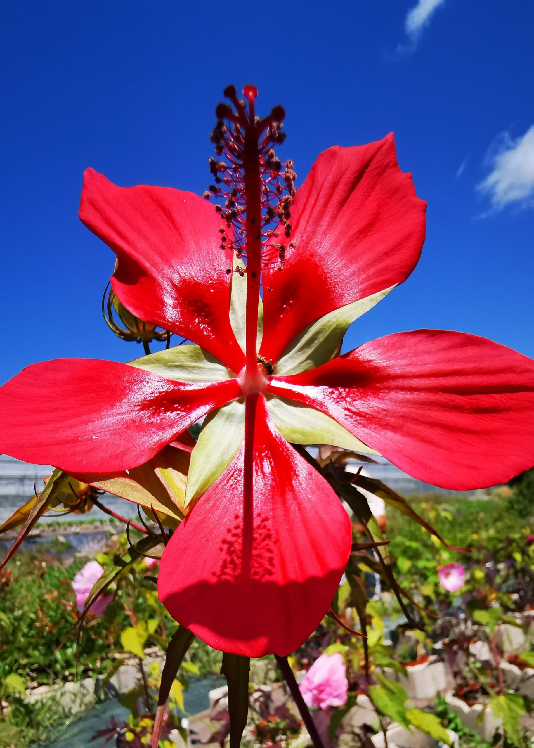 Jardins d’Elise – Eric Lapierre