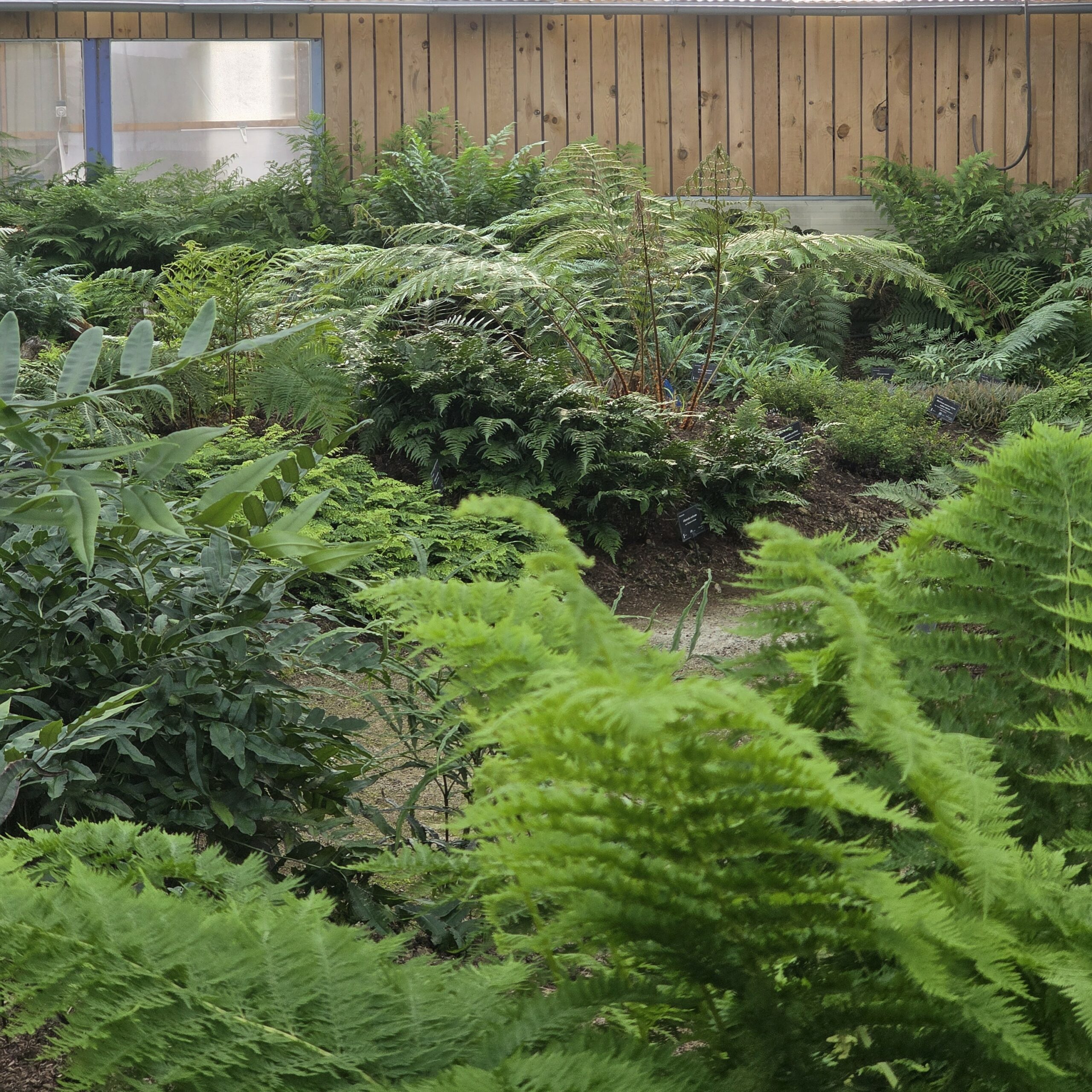 Fougères d’Écoute s’il pleut