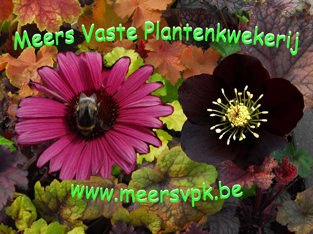 Meers Vaste Plantenkwekerij