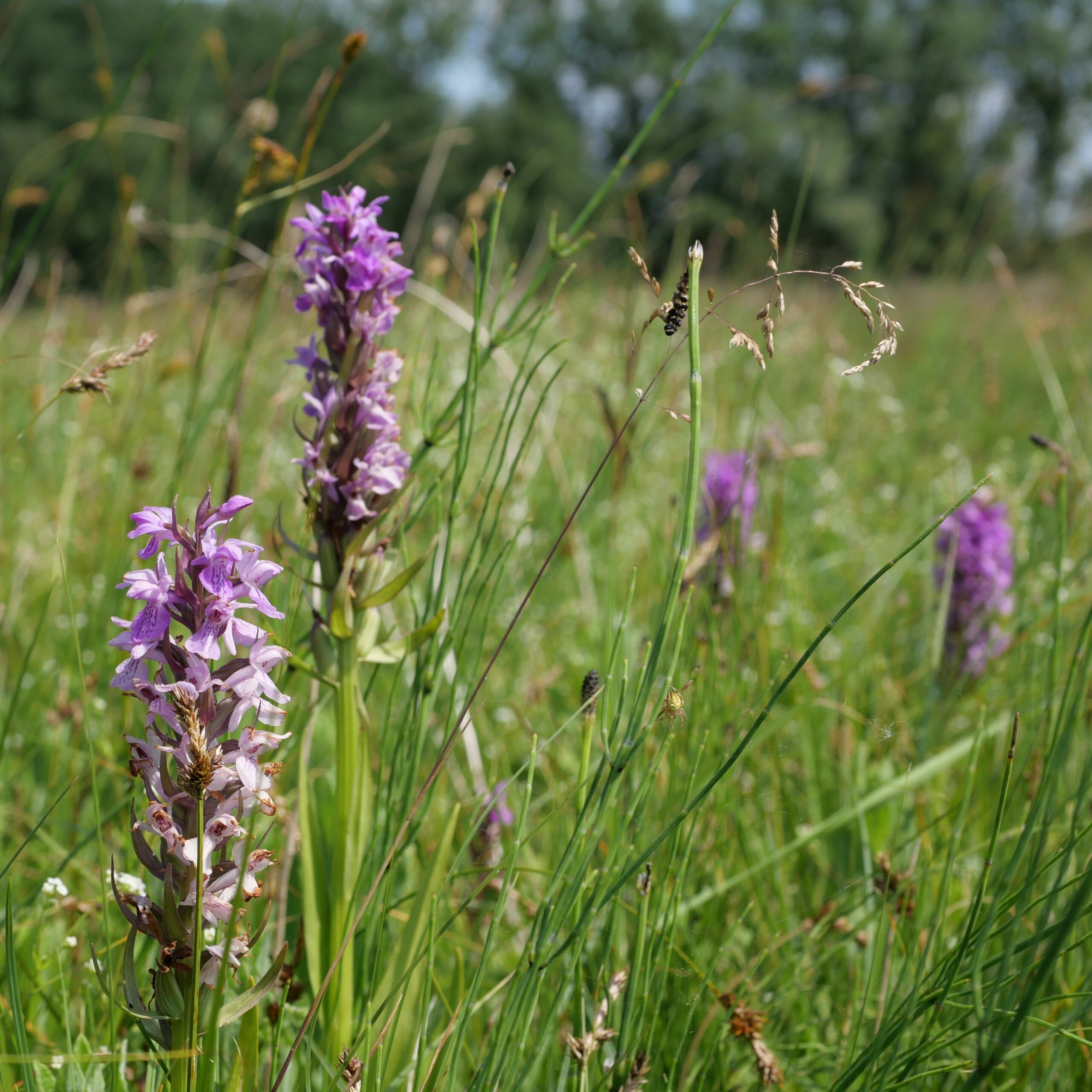 Conservatoire d’espaces naturels des Hauts-de-France