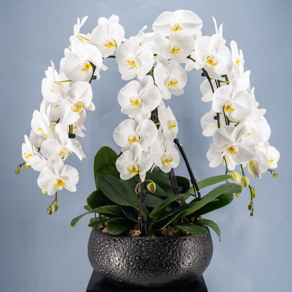 Orchidées de Prestige