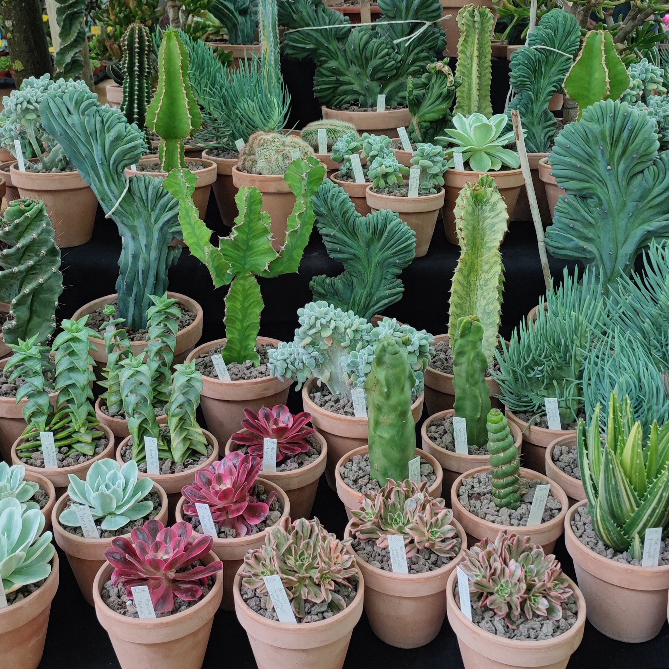 J’adore les cactus