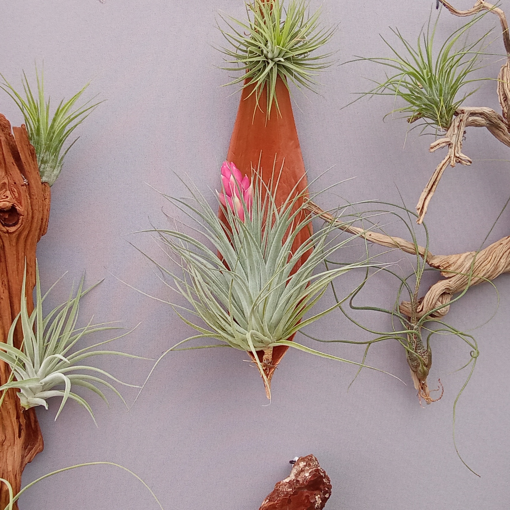 Nature et Tillandsia