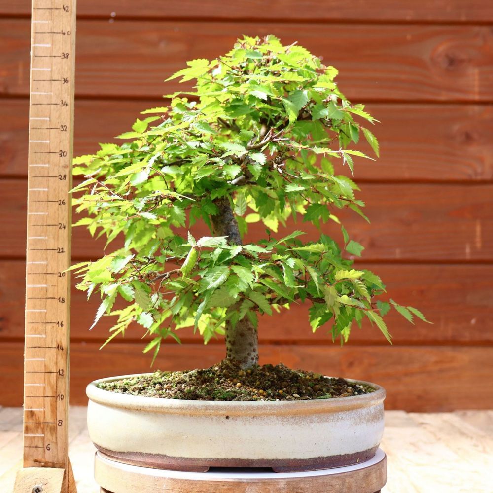 Arboreus (Pépinières)