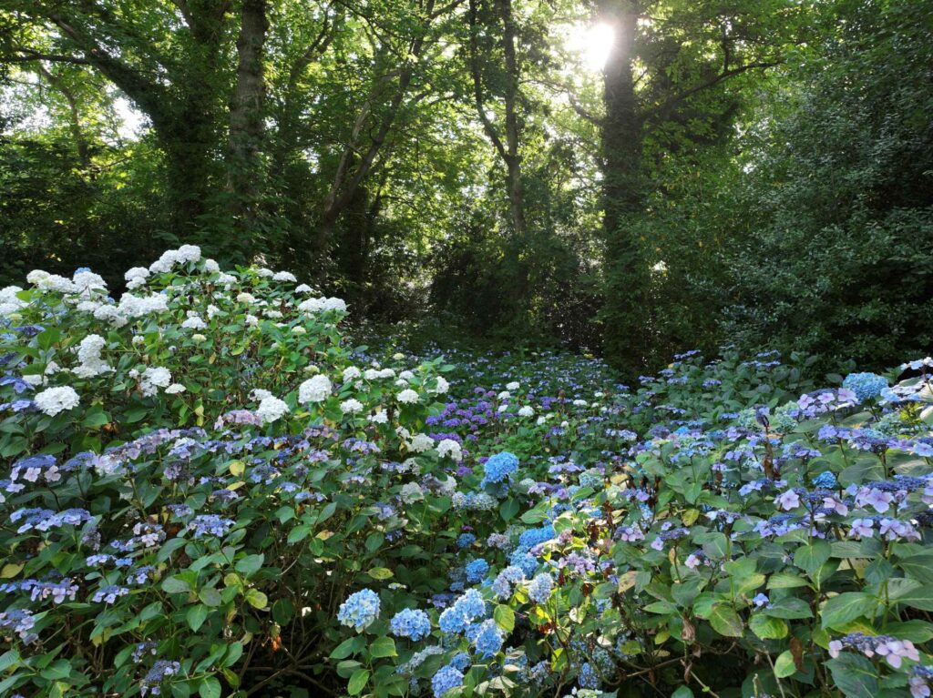 jardin de kerdalo ortensia