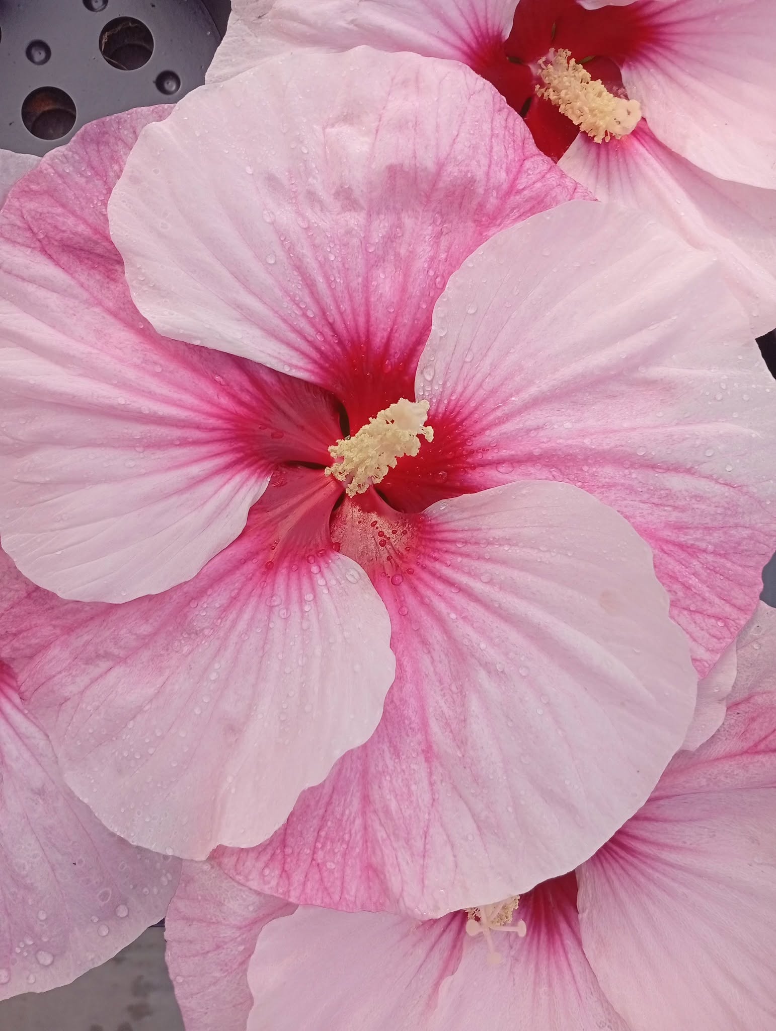 Bunel Horticulture